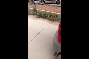 Nhóm người dùng gậy bắt sống rắn hổ mang chúa ngay giữa đường