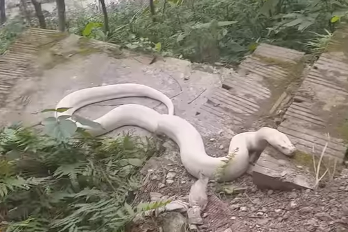 Sự thật bạch xà khổng lồ trắng muốt xuất hiện ở đền thờ Mẫu thượng ngàn - 3