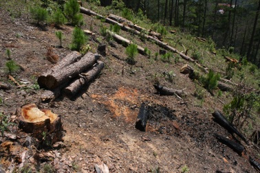 Khởi tố vụ án truy sát đoàn cán bộ quản lý rừng