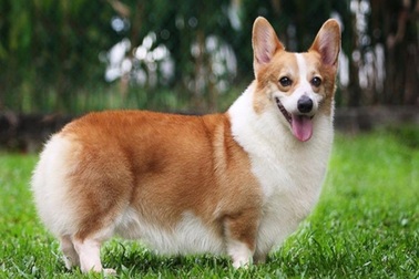 Chém 2 người vì... con chó