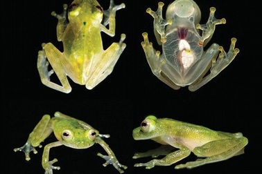 Kinh ngạc loài ếch thủy tinh trong suốt có thể nhìn thấy trái tim đang đập