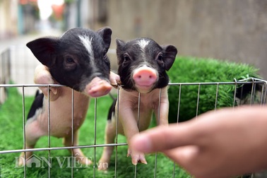 Ngắm lợn mini tiền triệu giới trẻ Hà thành săn lùng làm thú cưng