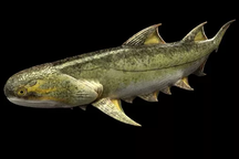 Phát hiện loài cá kỳ dị không giống bất kỳ động vật có xương sống nào