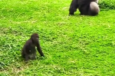 Khỉ đột con tinh nghịch trên bãi cỏ một cách đáng yêu