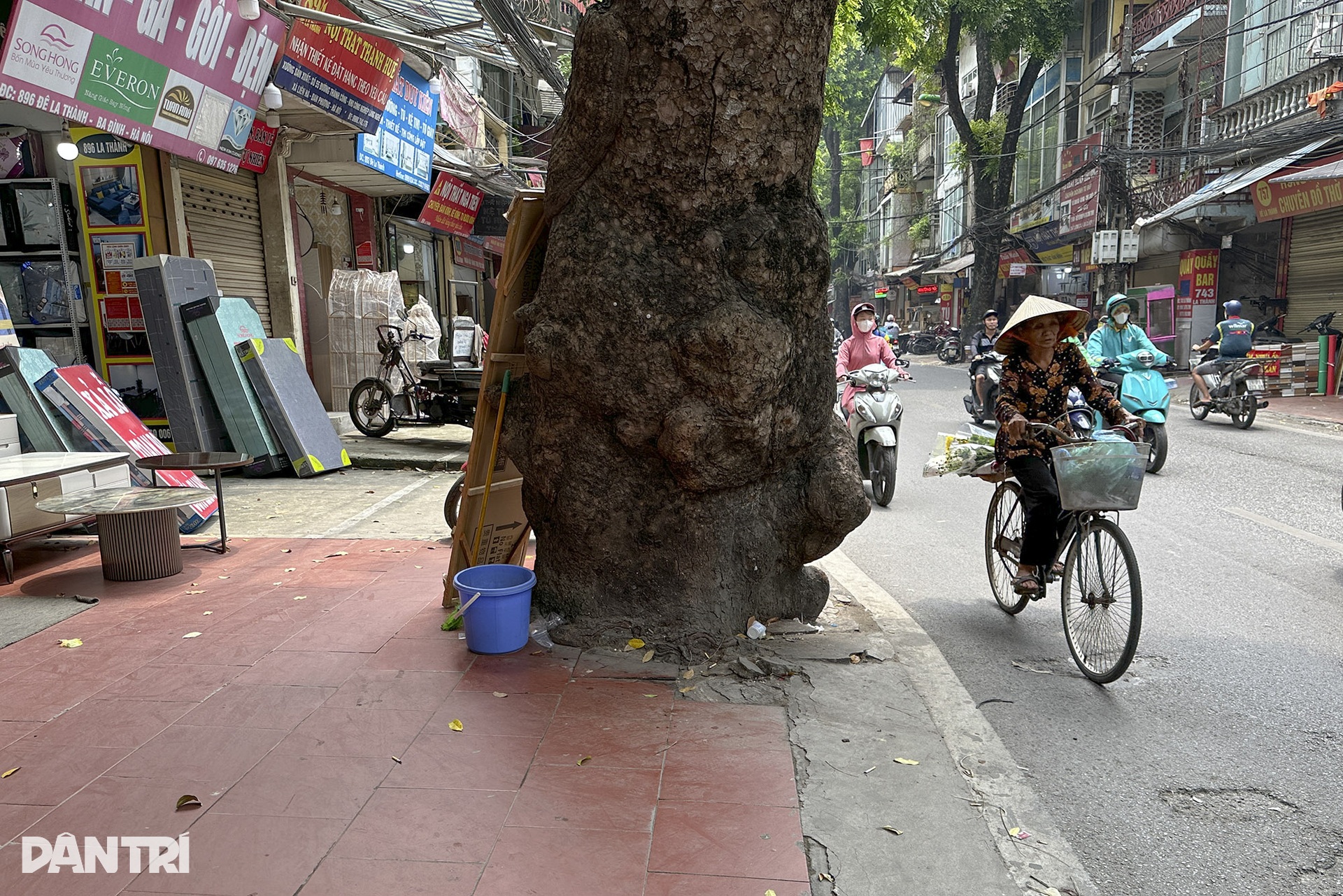 Nhiều gốc xà cừ lâu năm bị bóp nghẹt trên các tuyến đường ở Hà Nội - 2 Nhiều gốc xà cừ lâu năm bị bóp nghẹt trên các tuyến đường ở Hà Nội - 2