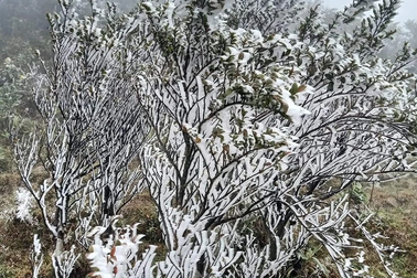 Băng tuyết đang phủ trắng đỉnh Fansipan