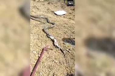 Rắn hổ mang chúa nôn ra kỳ đà khổng lồ