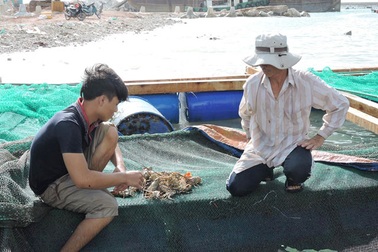 Quảng Ngãi: Người dân "từ giã" tôm hùm vì thua lỗ nặng