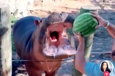 Clip ném dưa hấu vào miệng hà mã gây bão mạng xã hội