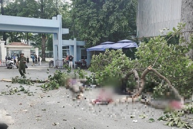 Nhành cây Công viên Tao Đàn đè chết người: Có thể khởi tố vụ án hình sự?