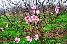 Người trồng đào lo “mất Tết” vì hoa bung nở sớm