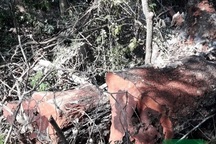 Rừng gỗ quý ở Phong Nha - Kẻ Bàng bị phá chỉ cách đồn biên phòng... 1km