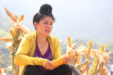 Ngô biến đổi gen tạo “cú hích” cho nông nghiệp Sơn La
