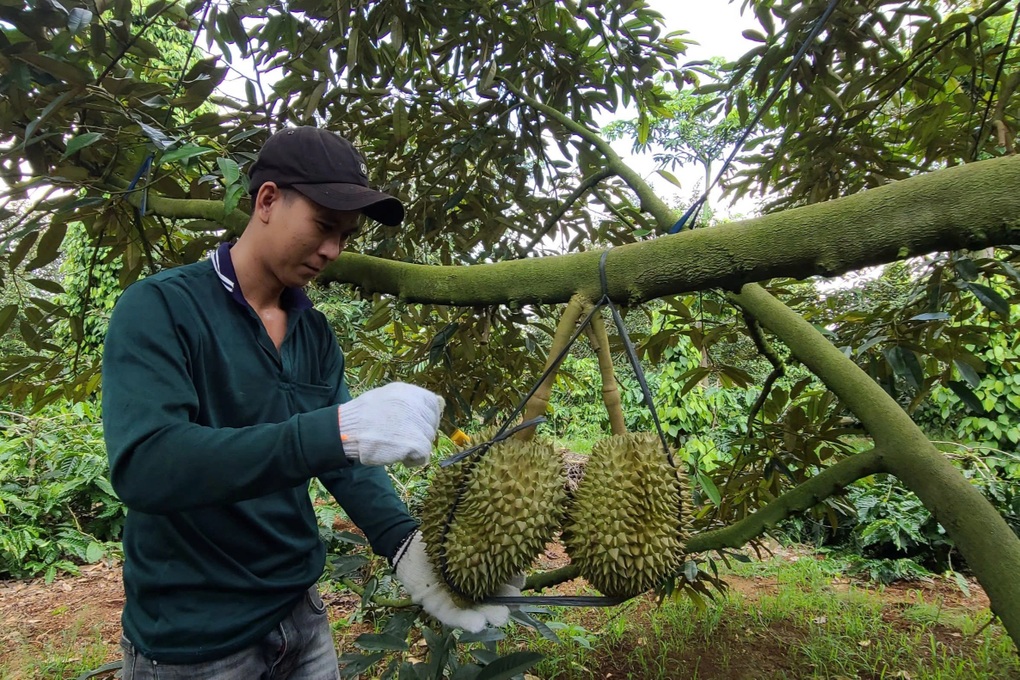 Mâu thuẫn giữa nông dân và thương lái quanh vụ thu hoạch sầu riêng sượng nước sau mưa dài