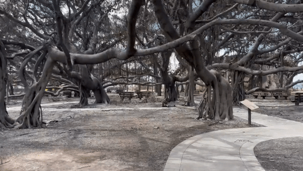 Số phận cây đa bồ đề 150 năm tuổi ra sao sau vụ cháy kinh hoàng ở Hawaii? - 2 Số phận cây đa bồ đề 150 năm tuổi ra sao sau vụ cháy kinh hoàng ở Hawaii? - 2