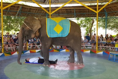 Voi quỳ gối, "ôm" người đang nằm ngửa bất động