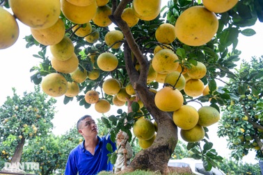 Cây bưởi dáng độc, khách "đổi 2 cây vàng" chủ vẫn không bán ở Hưng Yên
