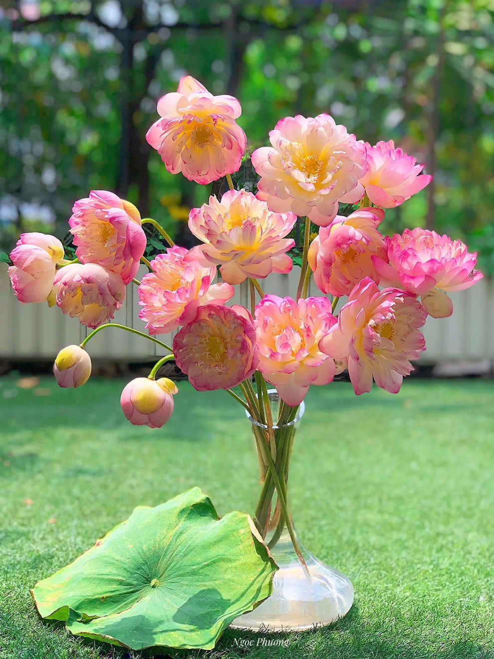 Yêu thích hương hoa mùa hạ, cô giáo Hà Nội mang cả đầm sen vào nhà - 7 Yêu thích hương hoa mùa hạ, cô giáo Hà Nội mang cả đầm sen vào nhà - 7