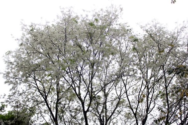 Vẻ đẹp tinh khôi của hoa sưa trên phố Hà Nội