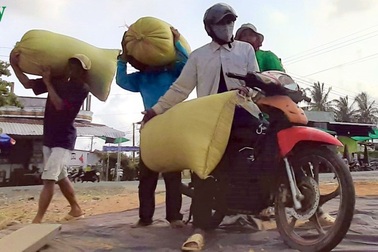 Nghề “hot” ở Cà Mau: Tải lúa thuê kiếm tiền triệu mỗi ngày