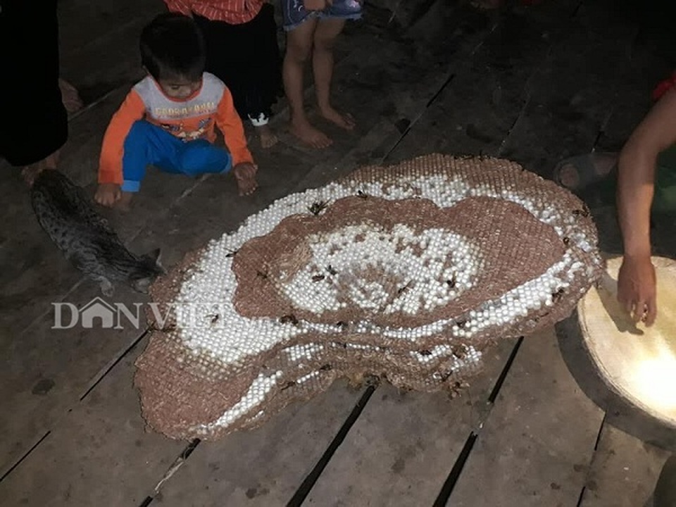 Tay săn đặc sản nhộng ong rừng cừ khôi: Nghề nguy hiểm hái ra tiền - 4 Tay săn đặc sản nhộng ong rừng cừ khôi: Nghề nguy hiểm hái ra tiền - 4