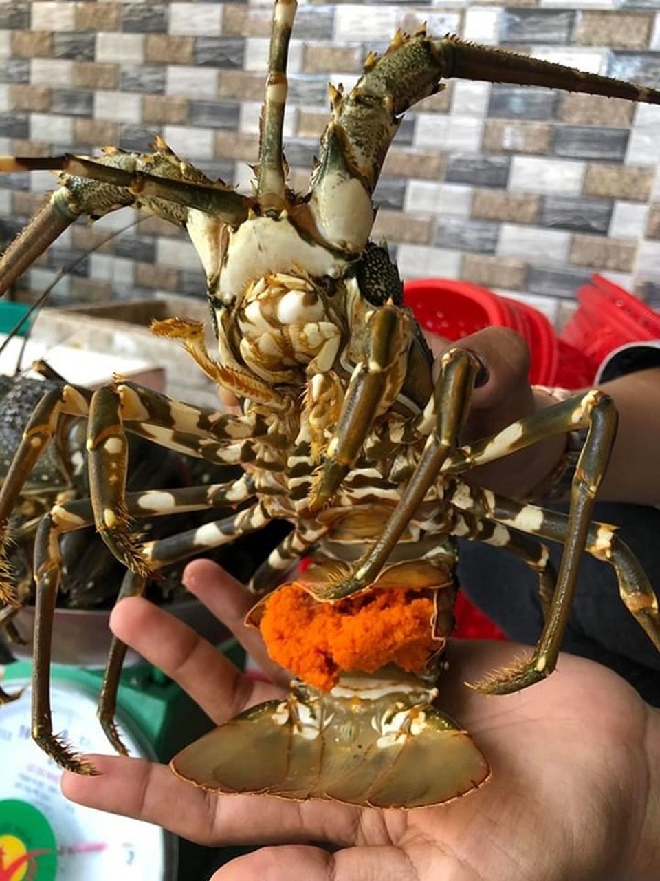 Tôm hùm ôm trứng giá siêu rẻ chỉ 450.000 đồng/kg đổ bộ Hà Nội: Nên mua hay không? - 1 Tôm hùm ôm trứng giá siêu rẻ chỉ 450.000 đồng/kg đổ bộ Hà Nội: Nên mua hay không? - 1