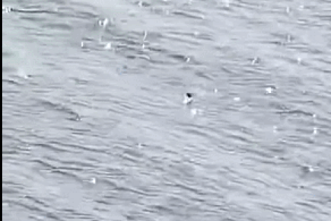 Clip "sinh vật lạ bị nghi là quái vật hồ Loch Ness" gây tranh cãi tuần qua