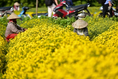 Ngắm cánh đồng cúc "tiến vua" vàng ruộm mộng mơ tại Nghĩa Trai, Hưng Yên