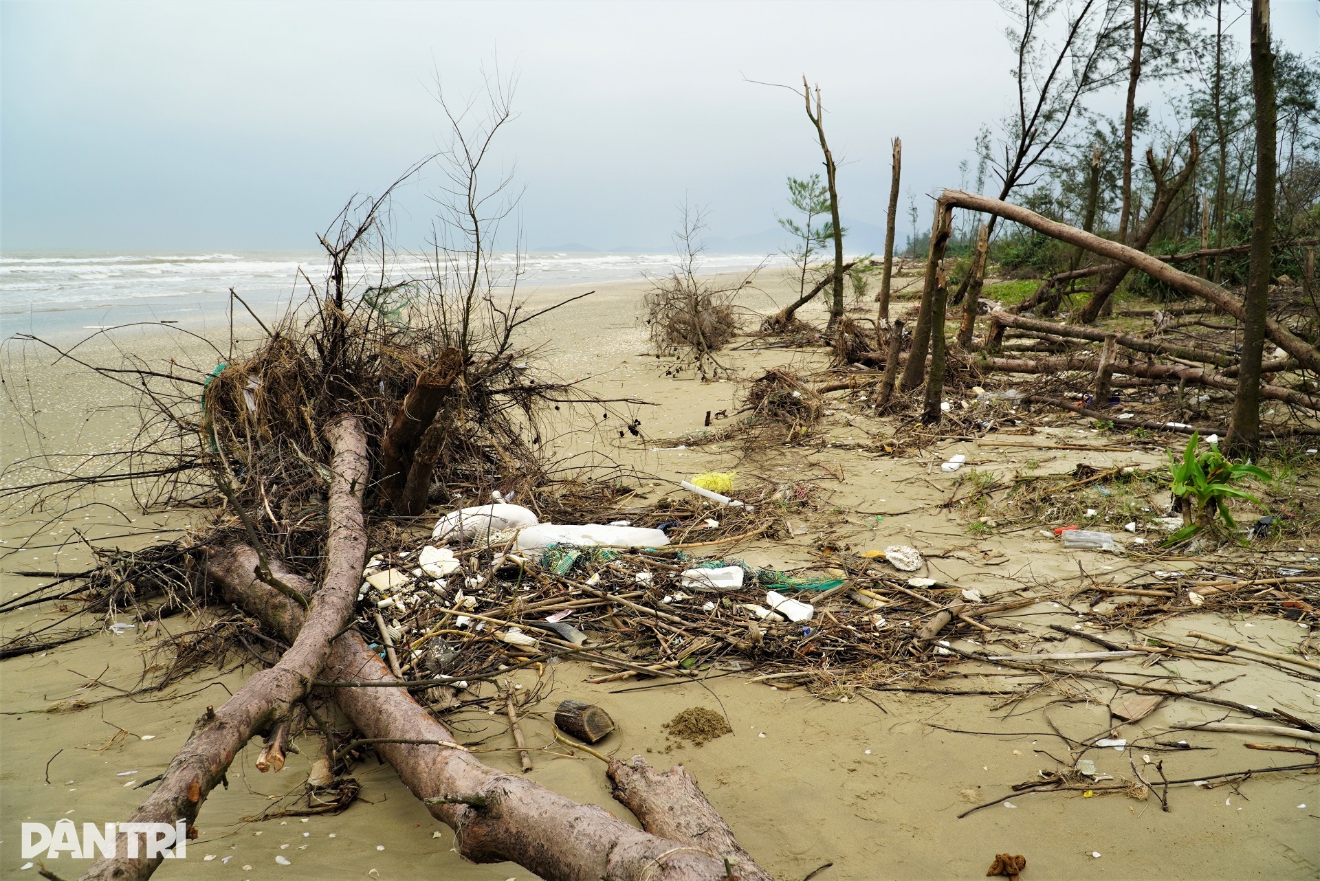 Lá chắn xanh xơ xác sau hai cơn bão dữ - 8 Lá chắn xanh xơ xác sau hai cơn bão dữ - 8