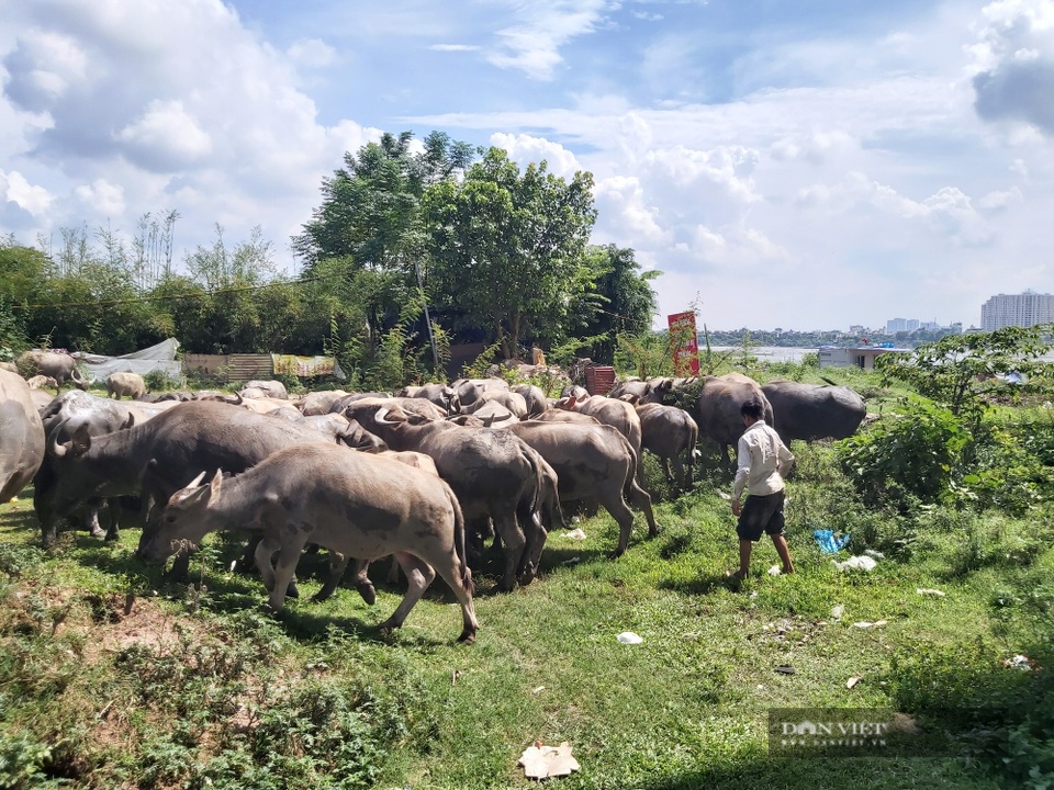 Nữ tướng sở hữu đàn trâu tiền tỷ gần 200 con ở bãi sông Hồng - 2 Nữ tướng sở hữu đàn trâu tiền tỷ gần 200 con ở bãi sông Hồng - 2
