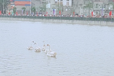 Người dân Hải Phòng đổ xô đi ngắm đàn thiên nga trên sông Tam Bạc