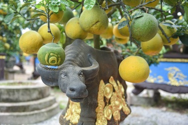 Chưa Tết, siêu phẩm "trâu cõng bưởi" đã hết hàng