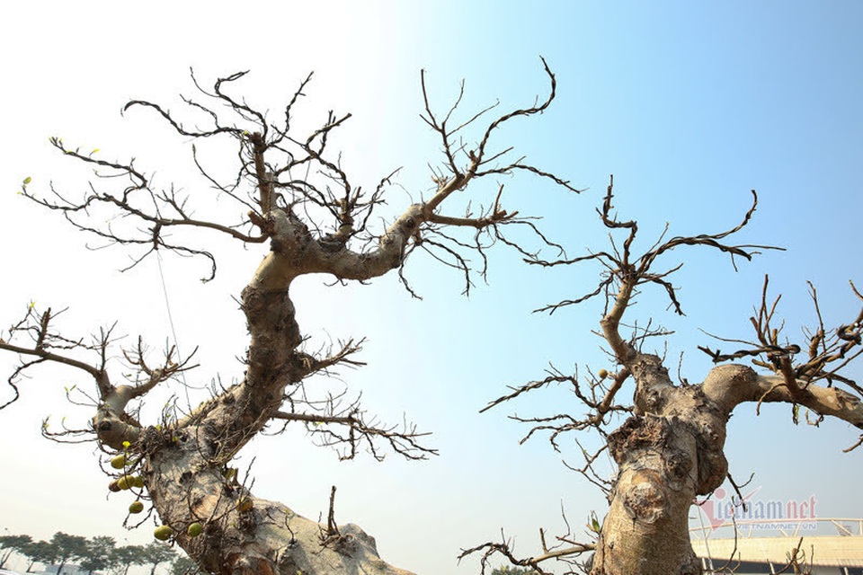 Chậu sung trăm tuổi trụi lá, hét giá 200 triệu đồng ở Hà Nội - 4 Chậu sung trăm tuổi trụi lá, hét giá 200 triệu đồng ở Hà Nội - 4