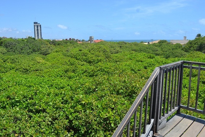 Kỳ lạ cây đào lộn hột lớn nhất thế giới to gấp đôi sân bóng đá - 2 Kỳ lạ cây đào lộn hột lớn nhất thế giới to gấp đôi sân bóng đá - 2