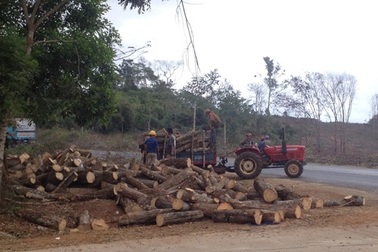 Nông dân ồ ạt chặt bỏ hàng trăm héc ta "vàng trắng"