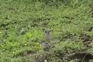 Nổi bật tuần qua: Giải mã bí ẩn về rắn mọc sừng khiến nhiều người xôn xao