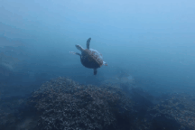 Rùa biển xuất hiện ở vịnh Nha Trang sau nhiều năm vắng bóng