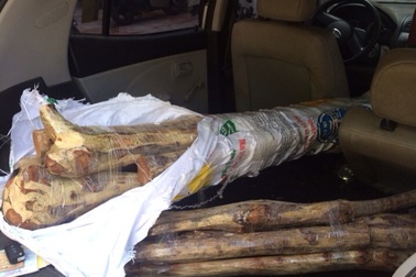 CSGT bắt quả tang xe kia morning đang chở 15 khúc gỗ sưa