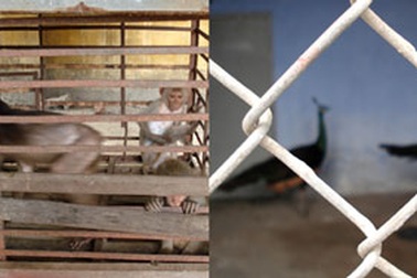 “Giải cứu” 7 động vật hoang dã quý hiếm