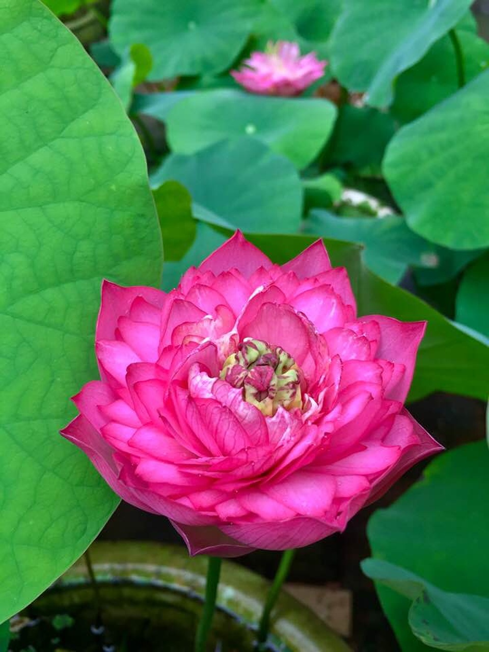 Nhà gỗ cổ “độc nhất” Bắc Bộ, bao quanh sân là vườn sen thơm ngát - 9 Nhà gỗ cổ “độc nhất” Bắc Bộ, bao quanh sân là vườn sen thơm ngát - 9