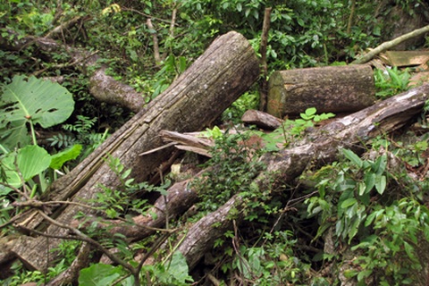 UBND tỉnh Thái Nguyên chỉ đạo làm rõ vụ lâm tặc “hút máu” rừng già