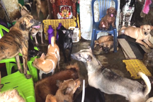 Sống khổ vì hàng xóm nuôi gần 100 con chó, nhà cạnh trạm cứu hộ chó mèo