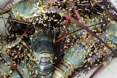 Dịch Covid-19, giá tôm hùm tụt thê thảm tới mức thương lái mua theo kiểu "cân xô"