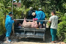 Vụ muốn tiêu hủy lợn dịch phải đóng 600.000 đồng: Trả lại tiền cho dân