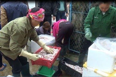 Ngư dân buồn vì “đặc sản mùa đông” rớt giá thảm hại