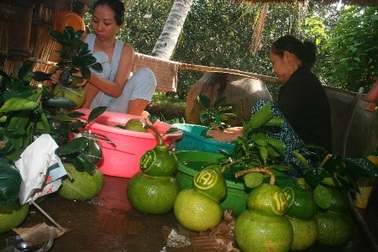 12 triệu đồng cho chùm bưởi hồ lô tứ quý dịp Tết 