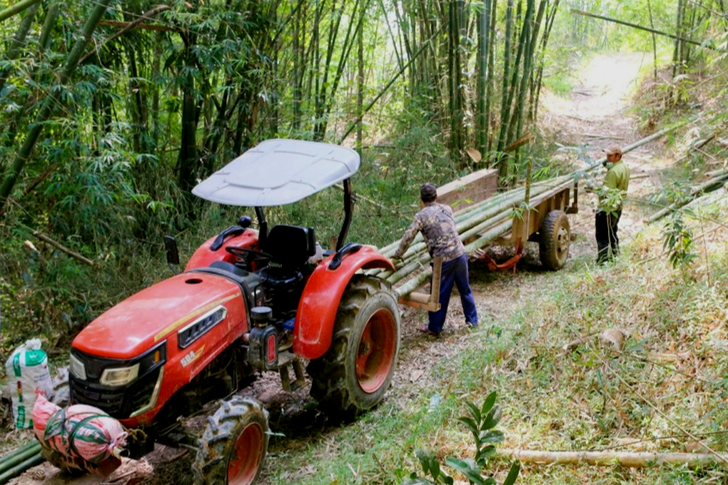 Cây ấm no giúp dân miền núi thu tiền tỷ, trồng một lần thu hoạch 30 năm - 4 Cây ấm no giúp dân miền núi thu tiền tỷ, trồng một lần thu hoạch 30 năm - 4