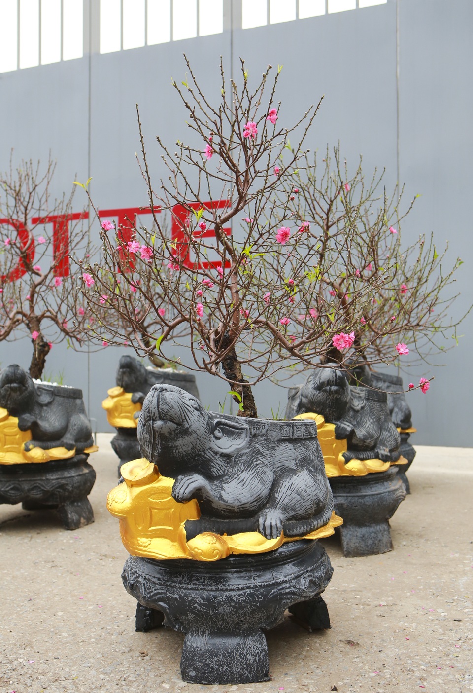Độc đáo “chuột đá cõng đào bonsai” giá bạc triệu hút khách dịp tết - 7 Độc đáo “chuột đá cõng đào bonsai” giá bạc triệu hút khách dịp tết - 7