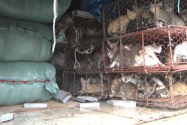 Đà Nẵng: Phát hiện xe chở mèo, mắm tép không rõ nguồn gốc