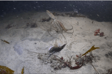 Bạch tuộc “truy đuổi” cua biển và cái kết bất ngờ